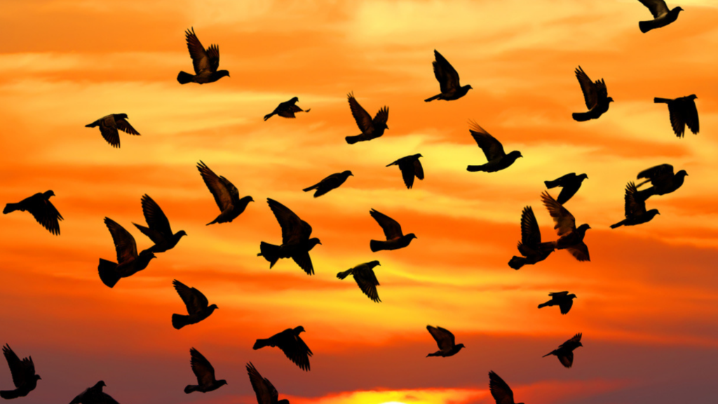 LE VOL DES OISEAUX