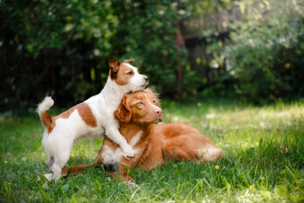 EPISODE 2: THE DOG IN ISLAM